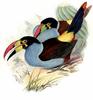 Grey-breasted Mountain-toucan (Andigena hypoglauca) - Wiki