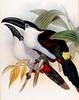 Black-billed Mountain-toucan (Andigena nigrirostris) - Wiki
