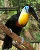 Channel-billed Toucan (Ramphastos vitellinus) - Wiki