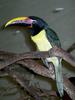 Aracari (Genus: Pteroglossus) - Wiki