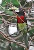 Red-necked Aracari (Pteroglossus bitorquatus) - Wiki