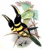 Many-banded Aracari (Pteroglossus pluricinctus) - Wiki