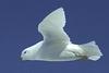 Snow Petrel (Pagodroma nivea) - Wiki