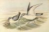Fairy Prion (Pachyptila turtur) - Wiki