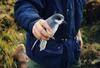 Blue Petrel (Halobaena caerulea) - Wiki