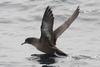 Sooty Shearwater (Puffinus griseus) taking off