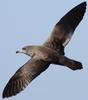 Pink-footed Shearwater (Puffinus creatopus) - Wiki