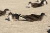 Wedge-tailed Shearwater (Puffinus pacificus) - Wiki
