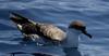Greater Shearwater (Puffinus gravis) floating