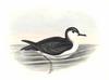 Southern Little Shearwater (Puffinus assimilis) - Wiki