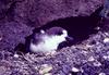 Hawaiian Petrel (Pterodroma sandwichensis) - Wiki