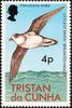 Soft-plumaged Petrel (Pterodroma mollis) - Wiki