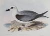 White-headed Petrel (Pterodroma lessonii) - Wiki