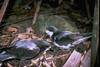 Gould's Petrel (Pterodroma leucoptera) - Wiki