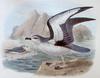 Chatham Petrel (Pterodroma axillaris) - Wiki