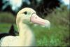 Albatross (Family: Diomedeidae) - Wiki
