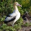 Short-tailed Albatross (Phoebastria albatrus) - Wiki