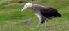Tristan Albatross (Diomedea dabbenena) - Wiki