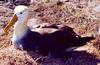 Waved Albatross (Phoebastria irrorata) - Wiki