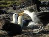 Waved Albatross (Phoebastria irrorata) nesting team