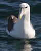 Shy Albatross (Thalassarche cauta) - Wiki