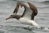 Chatham Albatross (Thalassarche eremita) - Wiki