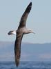 Salvin's Albatross (Thalassarche salvini) - Wiki