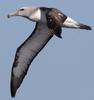 Salvin's Albatross (Thalassarche salvini) in flight