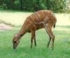Genus: Tragelaphus (antelope-like bovine) - Wiki