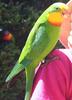 Superb Parrot (Polytelis swainsonii) - Wiki