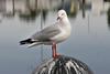 Silver Gull (Larus novaehollandiae) - Wiki