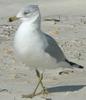Ring-billed Gull (Larus delawarensis) - Wiki