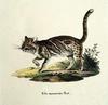 Marbled Cat (Pardofelis marmorata) - Wiki