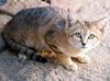 Sand Cat (Felis margarita) - Wiki