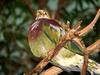 Ornate Fruit-dove (Ptilinopus ornatus) - Wiki