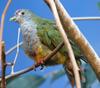 Beautiful Fruit-dove (Ptilinopus pulchellus) - Wiki