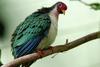 Jambu Fruit-dove (Ptilinopus jambu)