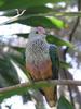 Rose-crowned Fruit-dove (Ptilinopus regina)