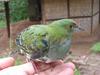 Superb Fruit-dove (Ptilinopus superbus) - Wiki