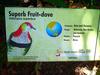 Superb Fruit-dove (Ptilinopus superbus) sign