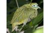 Golden Dove (Ptilinopus luteovirens) - Wiki