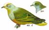 White-capped Fruit-dove (Ptilinopus dupetithouarsii) - Wiki