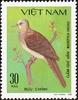 Barred Cuckoo-dove (Macropygia unchall) - Wiki