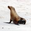 Galapagos Fur Seal (Arctocephalus galapagoensis) - Wiki