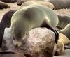 South African or Cape Fur Seal (Arctocephalus pusillus) - Wiki