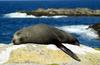 Southern or New Zealand Fur Seal (Arctocephalus fosteri) - Wiki
