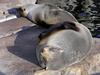 South American Fur Seal (Arctocephalus australis) - Wiki