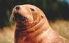 Hooker's or New Zealand Sea Lion (Phocarctos hookeri) - Wiki