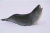 Ross Seal (Ommatophoca rossii) - Wiki