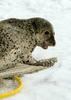 Larga Seal, Spotted Seal (Phoca largha) - Wiki